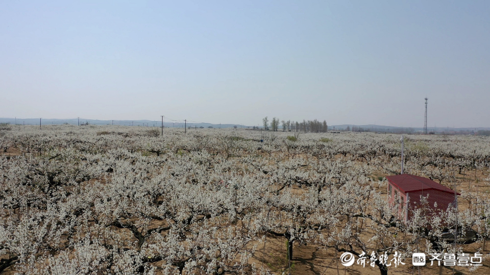 壹点图集|入眼一片白色花海，“中国梨乡”梨花开了
