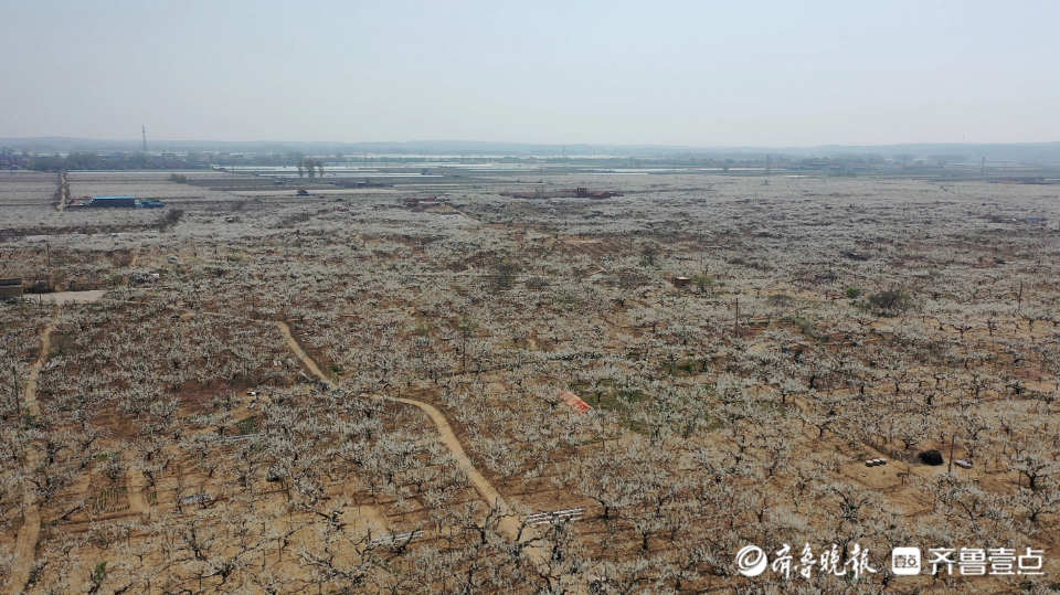 壹点图集|入眼一片白色花海，“中国梨乡”梨花开了