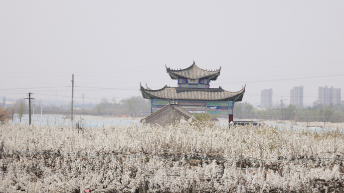 果然视频|花开烟台四月天，梨花似雪草如烟