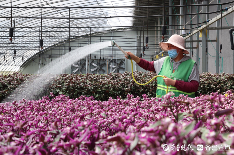 寻找最美春天｜美了乡村富了民，日照涛雒镇藏着一处别样百花园