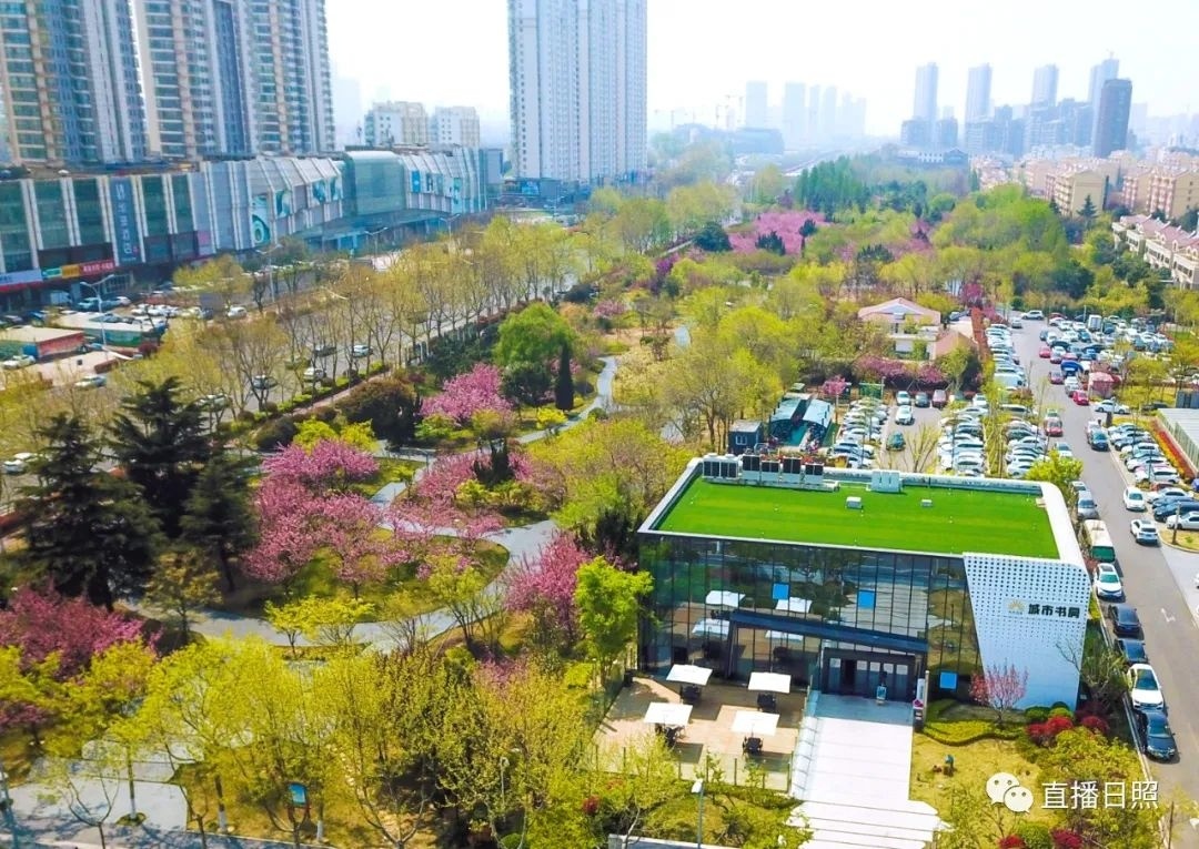 寻找最美春天丨等了一年！日照锦绣樱花如约盛情绽放！