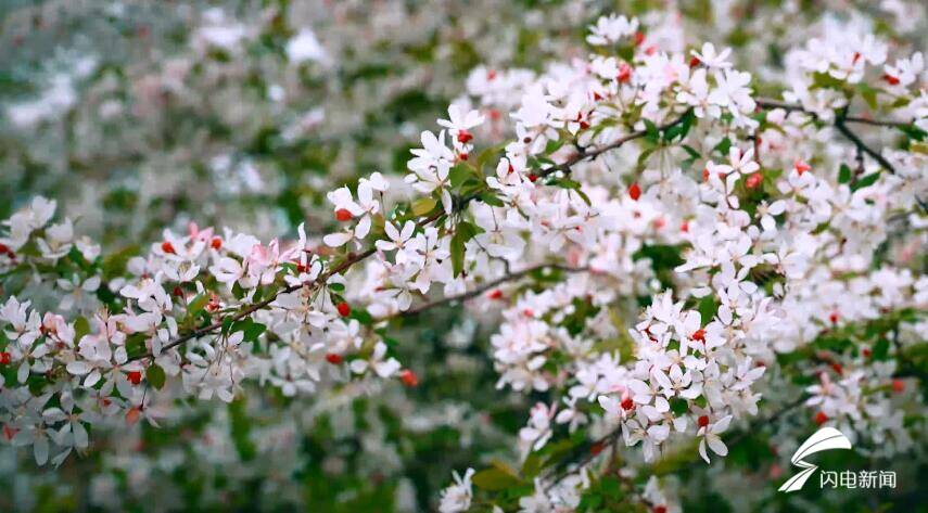 寻找最美春天丨五莲千亩七彩海棠花海美如画卷