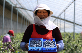 寻找最美春天｜日照水库边，万亩蓝莓园挂满“致富果”