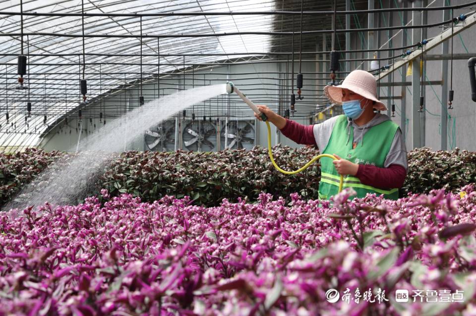 创新突破看日照│涛雒镇：建设生态活力田园乡村振兴示范区
