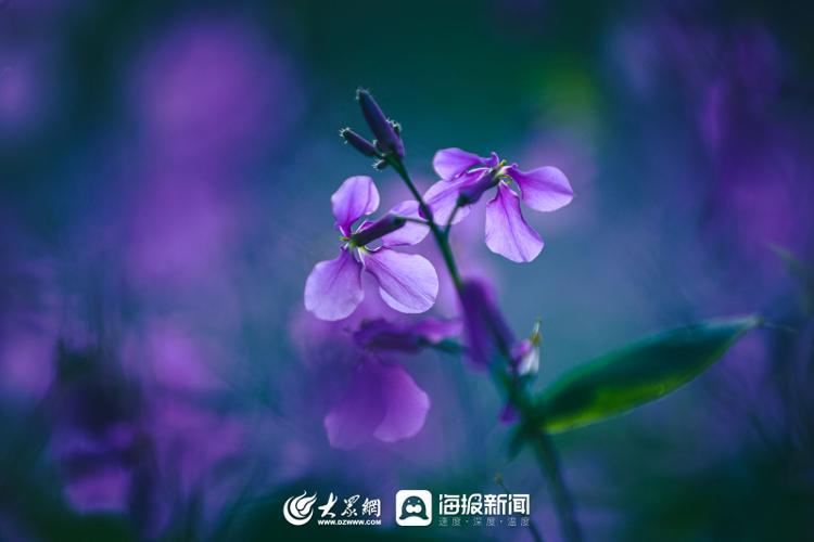 寻找最美春天|万平口盛开 “紫色花海” 绽放最美人间四月天