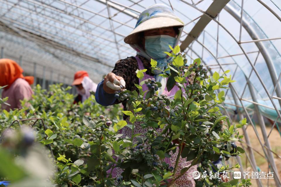 创新突破看日照｜陈疃镇：加快打造“日照蓝莓”地理标志品牌