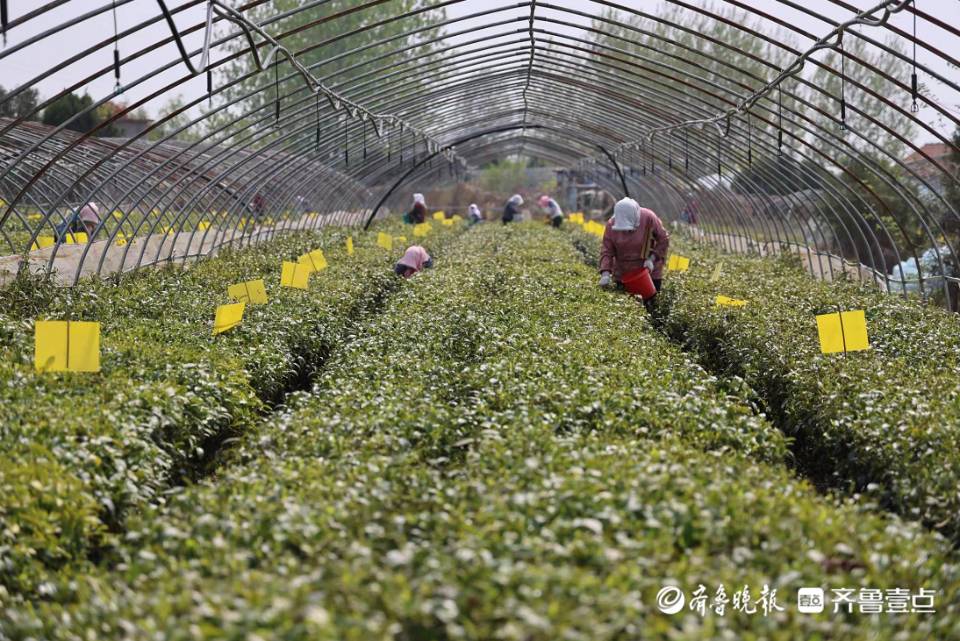 山东手造·优选日照丨在祥路碧海，感受手工制茶魅力