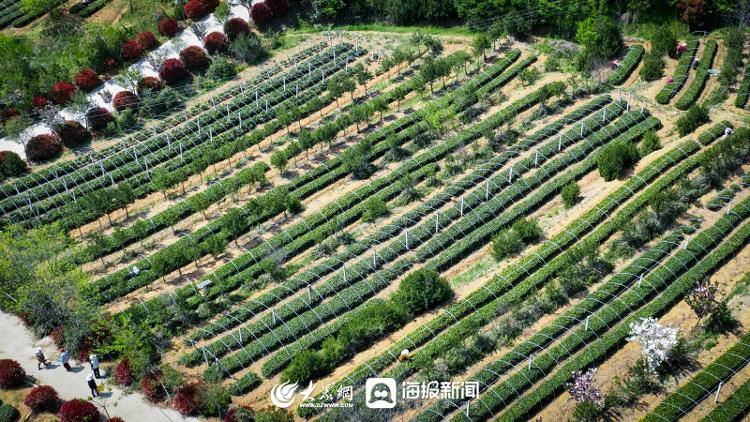 寻找最美春天丨只此青绿，日照“谷雨茶”上市