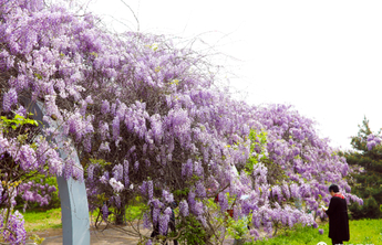 寻找最美春天丨日照这里有一片“紫色瀑布”！已美成壁纸级大片