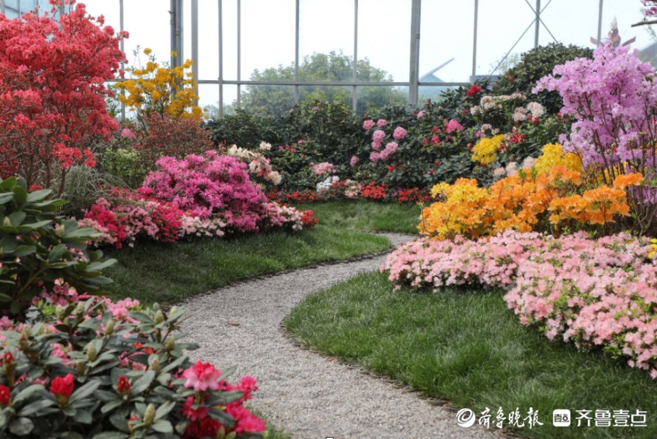 寻找最美春天｜日照：春风催花开，杜鹃迎客来