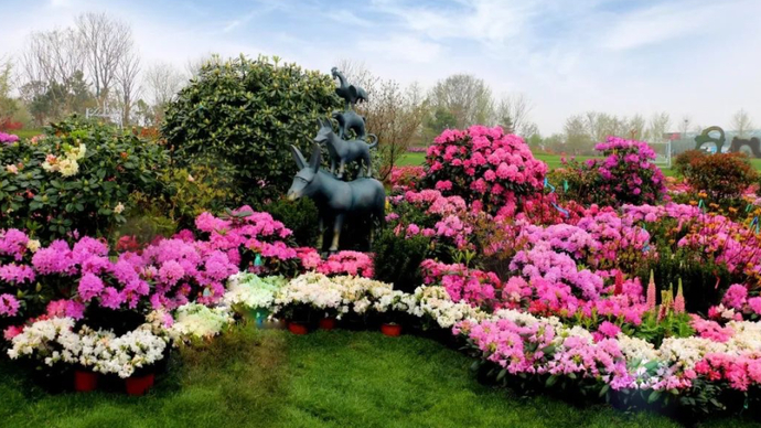 壹直播·这里是日照丨春约山海，杜鹃花开，五一带您来日照赏花