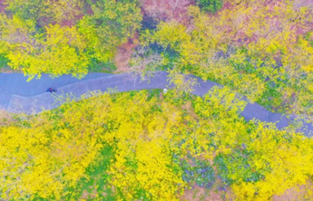 寻找最美春天｜宛如油画！日照这里的油菜花海，美得耀眼