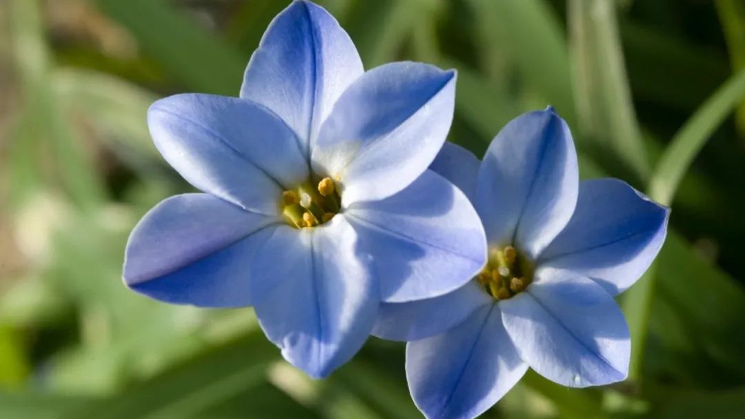水仙花的气味蓝色图片