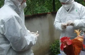 山东：今年以来没有发生区域性重大动物疫情