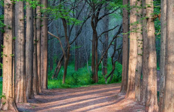 这里是日照丨现实版“绿野仙踪”！让你一见倾心……