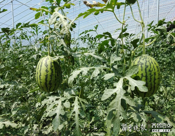 糖度最高达到141泗水郭牌西瓜来了