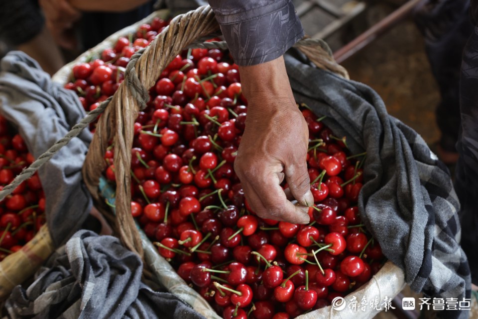 壹点图集|实拍烟台大樱桃市场，一片忙碌景象