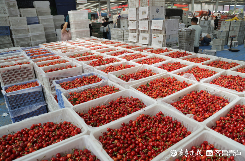 壹点图集|实拍烟台大樱桃市场，一片忙碌景象