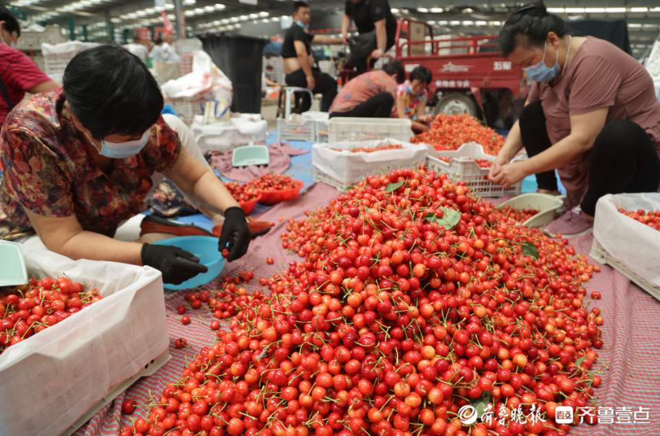 壹点图集|实拍烟台大樱桃市场，一片忙碌景象