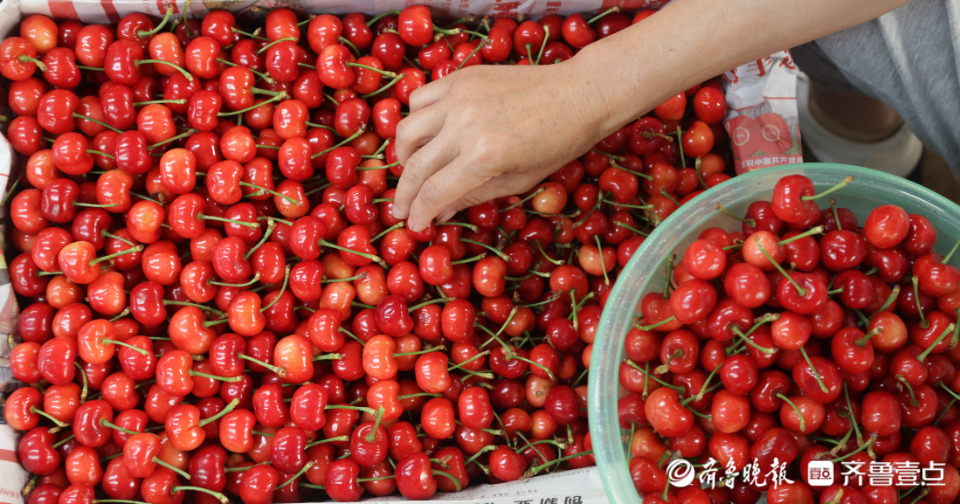 壹点图集|实拍烟台大樱桃市场，一片忙碌景象