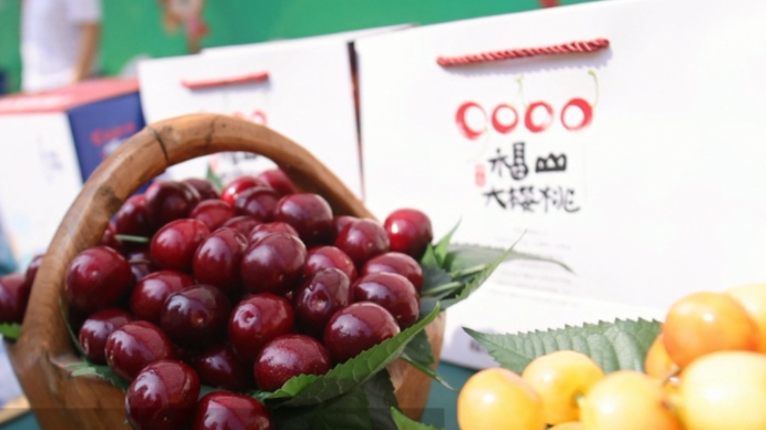 果然视频|赴一场夏日甜蜜之约！第十六届烟台大樱桃节开幕啦