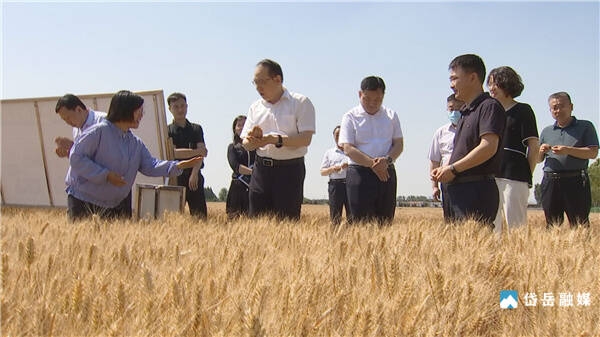 6月7日,岱岳区委书记王长勇调研"三夏"生产,秸秆综合利用及农业高质量