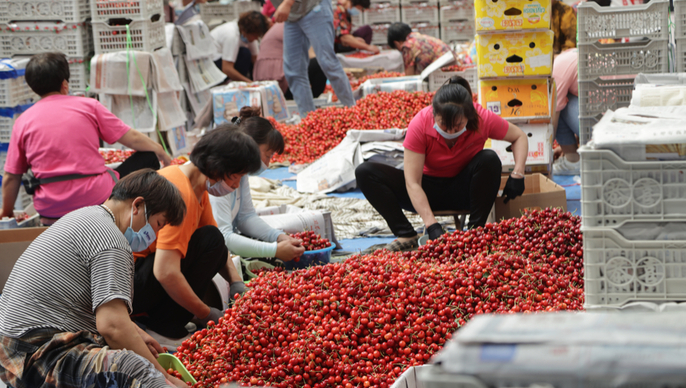 果然视频|烟台大樱桃减产不减热度，优质果依旧受追捧