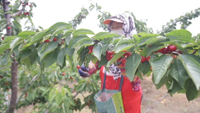 151岁的烟台大樱桃，如何坐稳果品宝座？