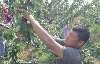 “长大后，我就成了你”！烟台大樱桃村里的温暖传承