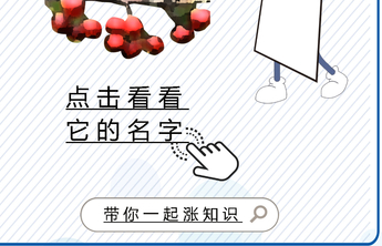 长图壹站|品种知多少——推陈出新的烟台大樱桃