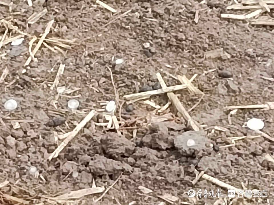 滨州突降冰雹！情报员直击现场：大小如樱桃，时间持续5分钟