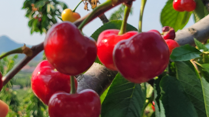 果然视频|烟台大樱桃村里的传承故事