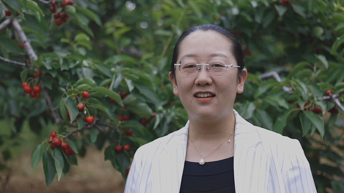 瞰烟台盼丰收|烟台大樱桃上市！“果二代”花样卖樱桃闯出一片天