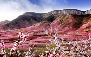 特色产业带动，蒙阴乡村振兴动力澎湃