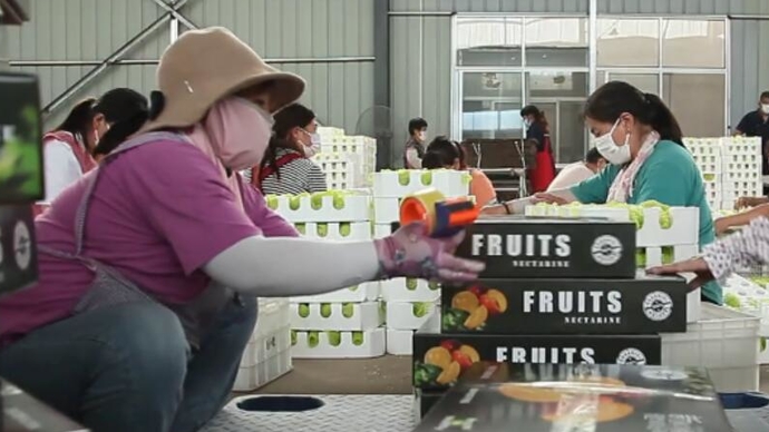 果然视频｜蒙阴农村电商“桃小蒙”的返乡助农情怀