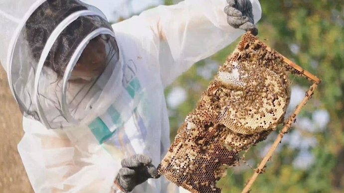 果然视频｜沂蒙山里的“蜂追”少女