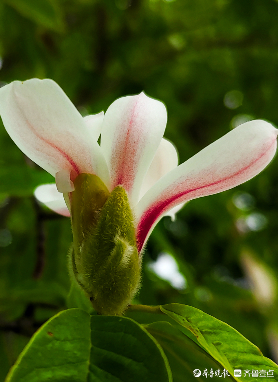 齐鲁晚报 齐鲁壹点