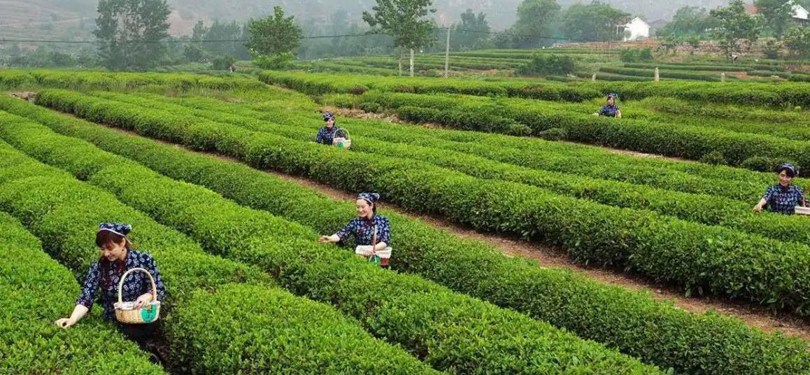 日照也不仅限于种植绿茶,现在与科研机构合作,开始尝试种植红茶,乌龙