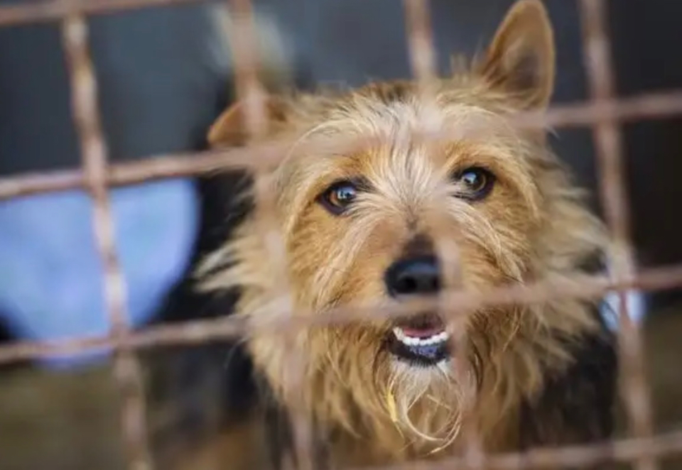 热闻|弃养宠物,你的良心不会痛吗!宠物遗弃该如何监管?