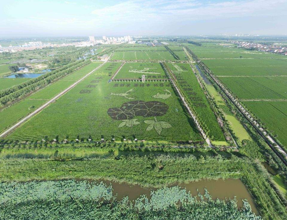 壮美稻田画,擦亮鱼台县王鲁镇生态旅游名片