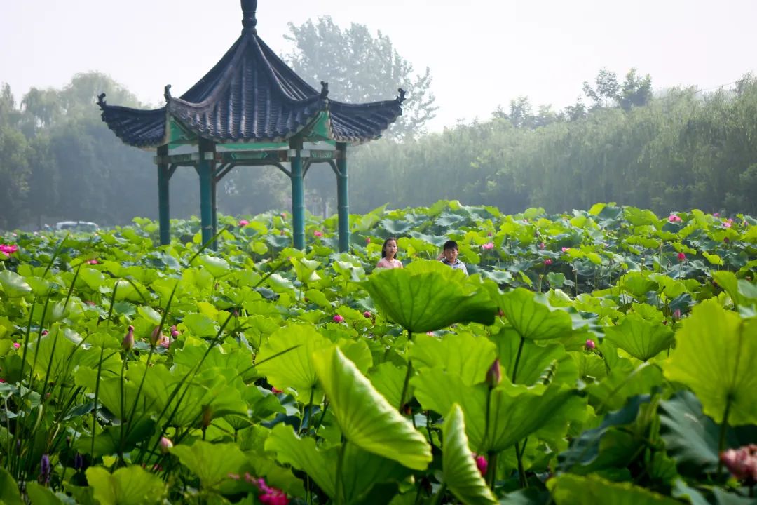 假期餘額已不足,聊城這些秋日公園提醒你速來打卡-齊魯晚報·齊魯壹點