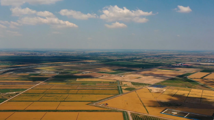 果然视频丨为种出耐盐碱金银花，他被晒出严重的日光性皮炎