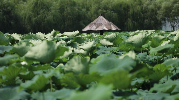 果然视频|乡村旅游进入3.0时代，应当具备自己的“造血功能”