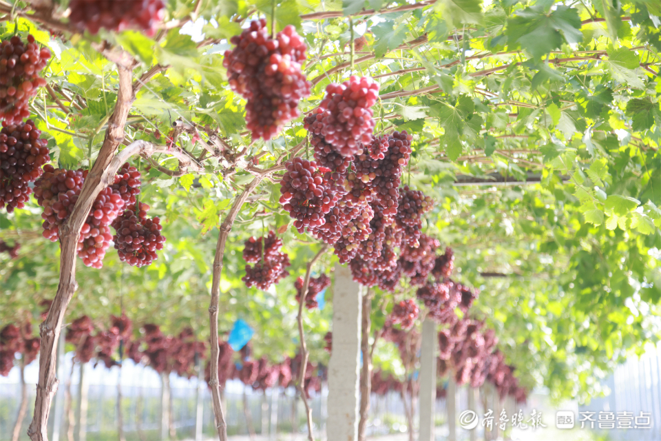 图集|葡萄藤上尽“玉珠”，静待丰收甜蜜蜜