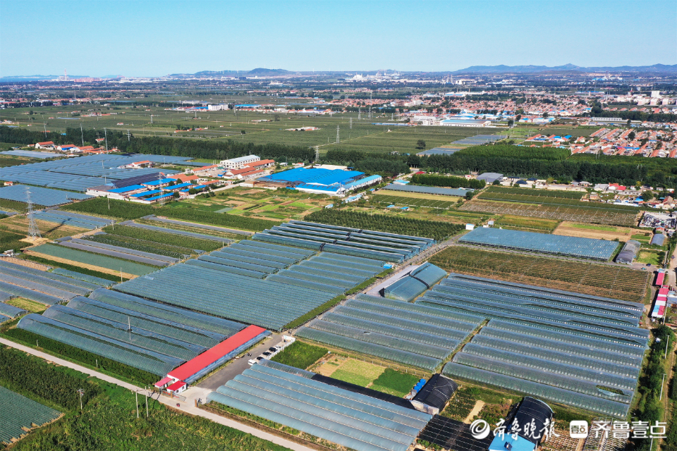 图集|葡萄藤上尽“玉珠”，静待丰收甜蜜蜜