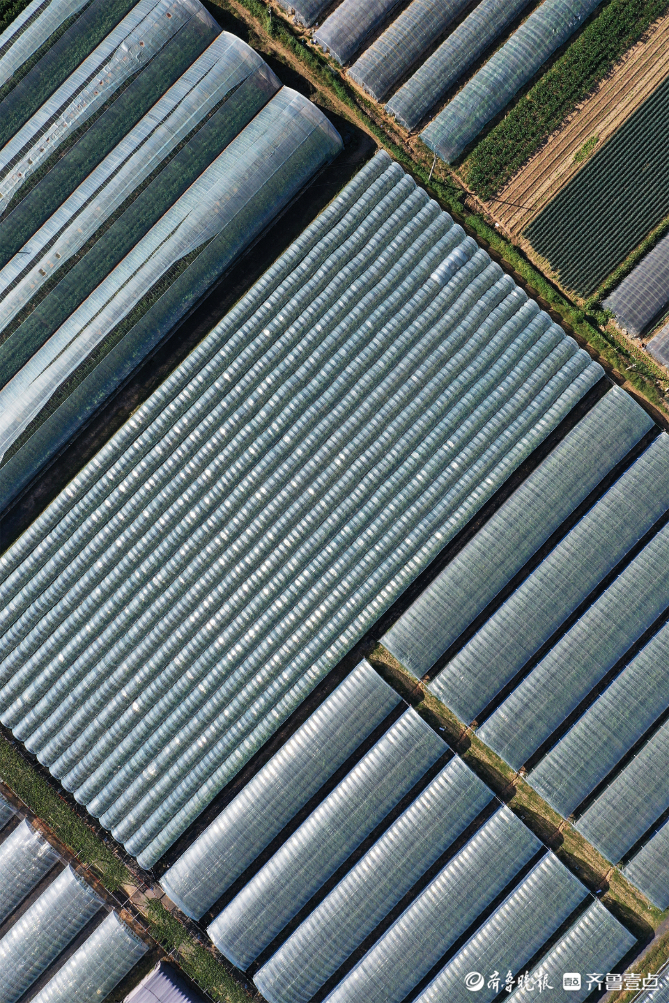 图集|葡萄藤上尽“玉珠”，静待丰收甜蜜蜜