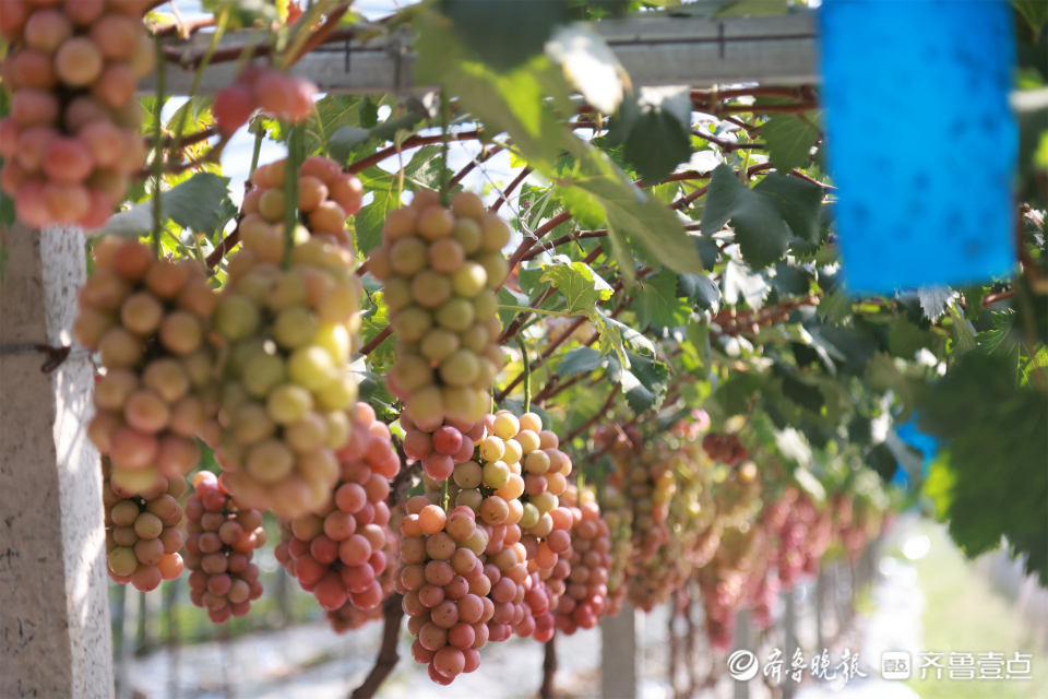 图集|葡萄藤上尽“玉珠”，静待丰收甜蜜蜜