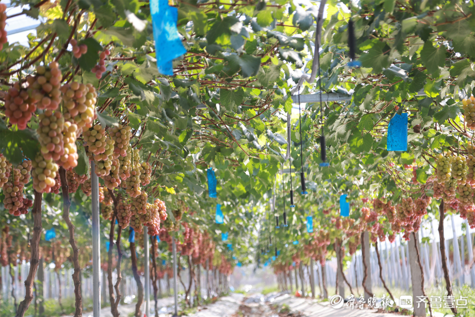 图集|葡萄藤上尽“玉珠”，静待丰收甜蜜蜜