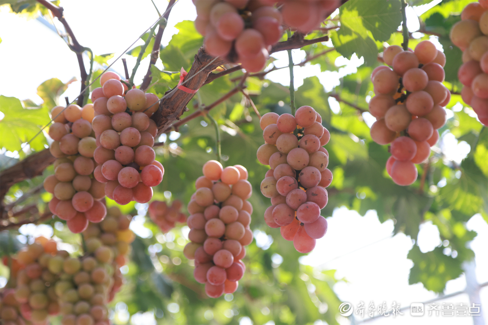 图集|葡萄藤上尽“玉珠”，静待丰收甜蜜蜜