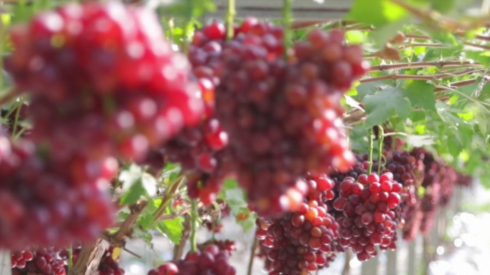 瞰烟台盼丰收|烟台葡萄熟了！实地探访龙口葡萄设施栽培基地